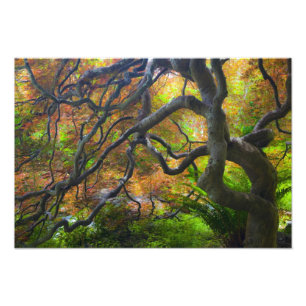 Autumn colour Maple trees, Victoria, British 2 Photo Print