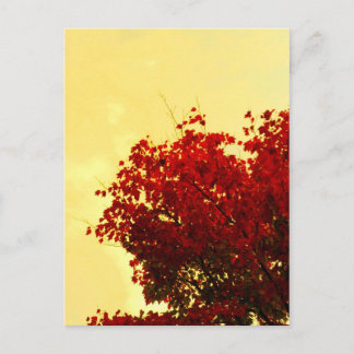 Autumn Colour Postcard