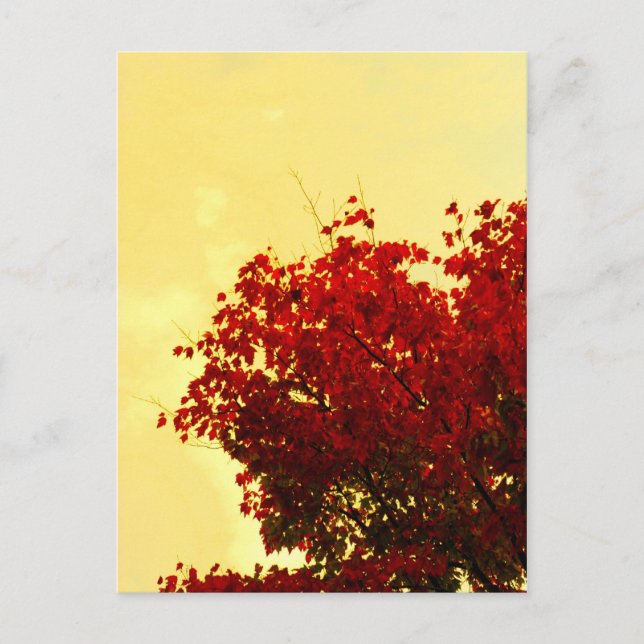 Autumn Colour Postcard (Front)