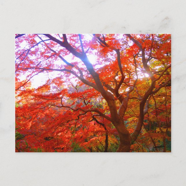 Autumn Colour Postcard (Front)