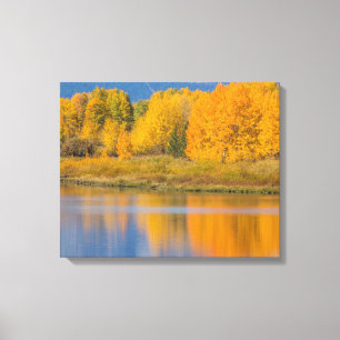 Autumn Coloured Aspen Trees Canvas Print