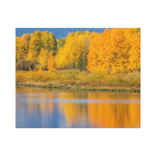 Autumn Coloured Aspen Trees Canvas Print