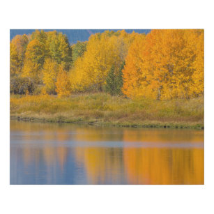 Autumn Coloured Aspen Trees Faux Canvas Print