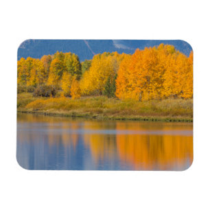Autumn Coloured Aspen Trees Magnet