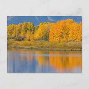 Autumn Coloured Aspen Trees Postcard