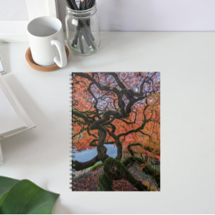 Autumn Coloured Gnarly Japanese Maple Tree Notebook
