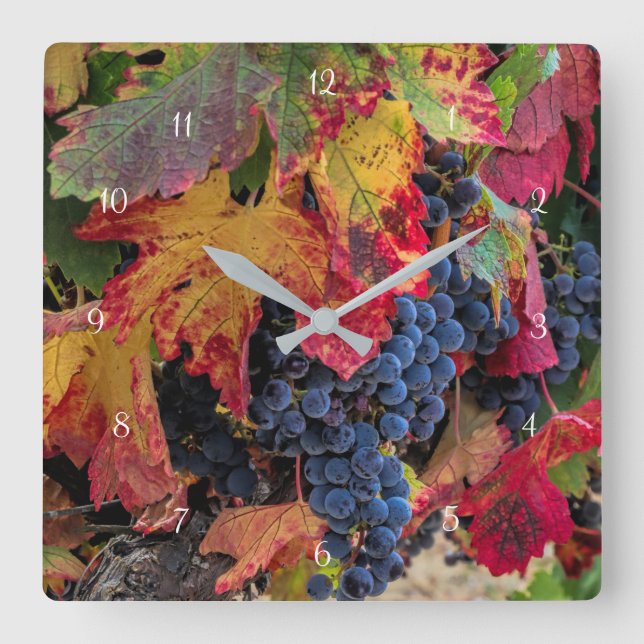 Autumn Coloured Wine Grapes and Vineyard Square Wall Clock (Front)