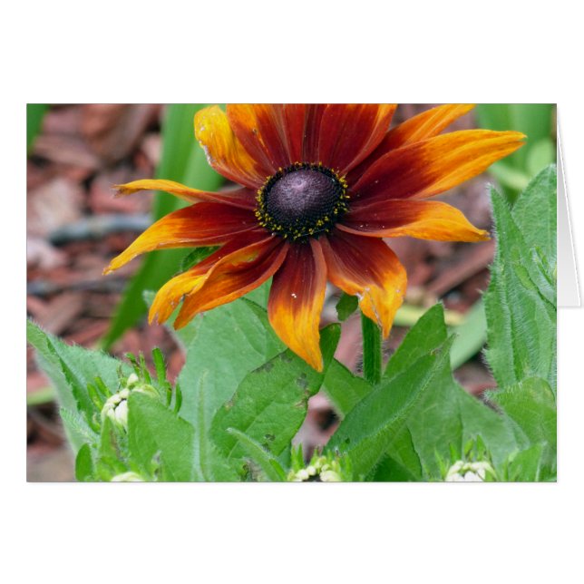 Autumn Colours (Front Horizontal)