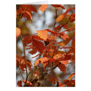 Autumn Colours