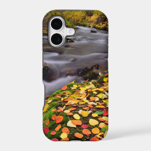 Autumn Colours along McGee Creek