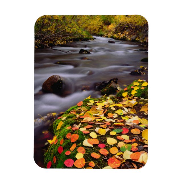 Autumn Colours along McGee Creek Magnet (Vertical)