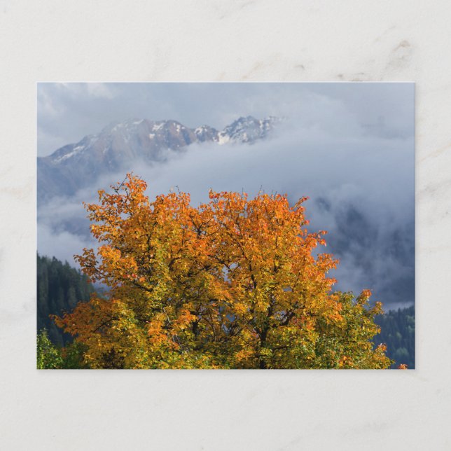 Autumn colours and mountains postcard (Front)