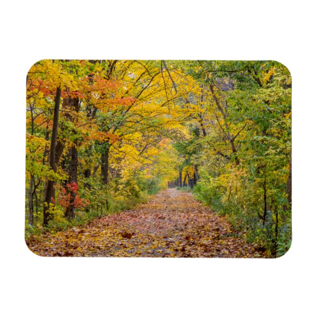 Autumn Colours At Independence State Park Magnet (Horizontal)