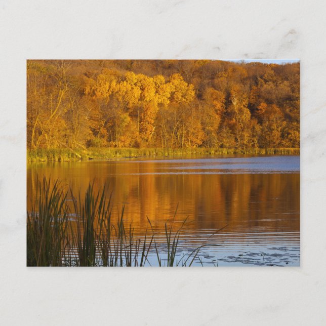 Autumn colours in Maplewood State Park near Postcard (Front)
