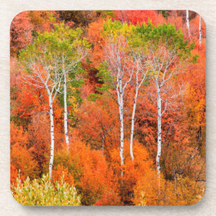 Autumn Colours In Rocky Mountains, Wyoming, USA Coaster