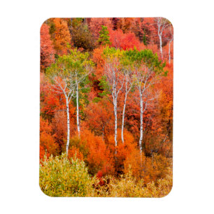 Autumn Colours In Rocky Mountains, Wyoming, USA Magnet