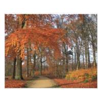 Autumn colours in the woods landscape