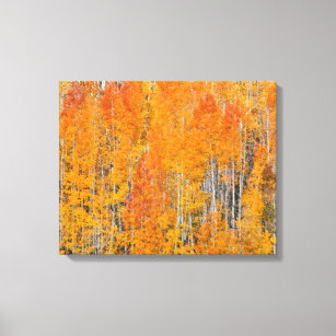 Autumn Colours on Aspen Groves Canvas Print
