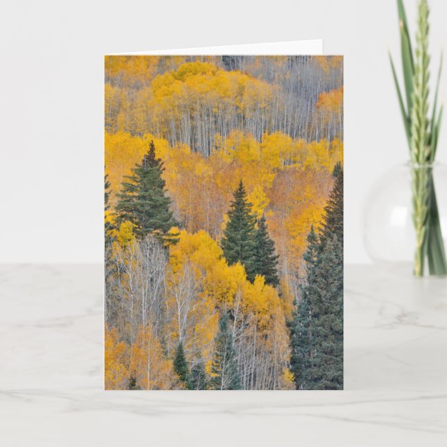 Autumn Colours on Aspen Groves Card (Front)