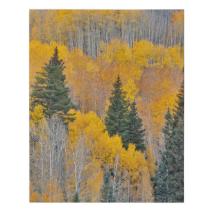 Autumn Colours on Aspen Groves Faux Canvas Print