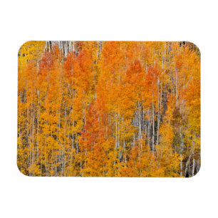 Autumn Colours on Aspen Groves Magnet
