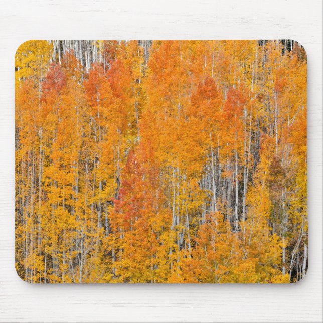 Autumn Colours on Aspen Groves Mouse Mat (Front)