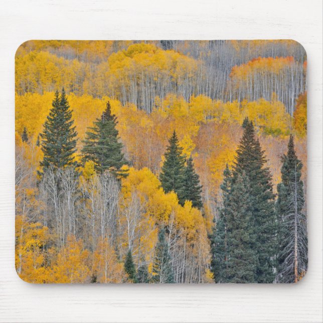 Autumn Colours on Aspen Groves Mouse Mat (Front)