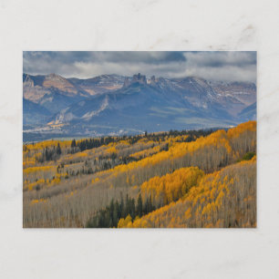 Autumn Colours on Aspen Groves Postcard