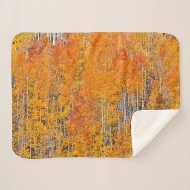 Autumn Colours on Aspen Groves Sherpa Blanket (Front (Horizontal))
