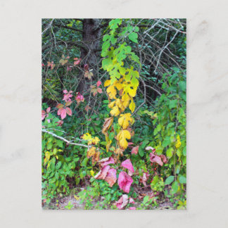 Autumn Colours Postcard