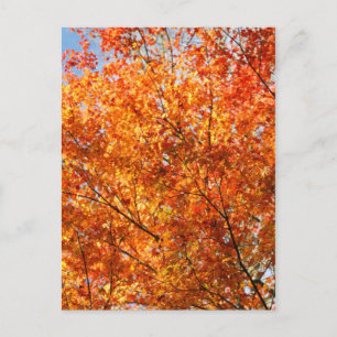 Autumn colours postcard