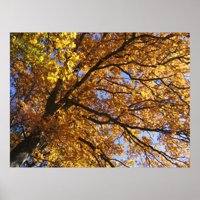 Autumn colours poster (Front)