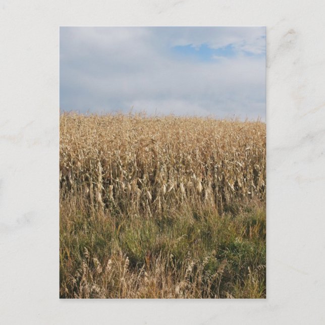 Autumn Corn Harvest Postcard (Front)