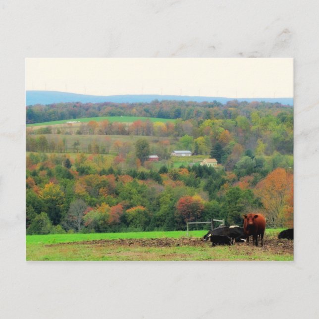 Autumn Cows Postcard (Front)