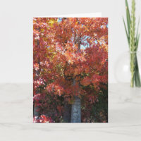 Autumn Crisp