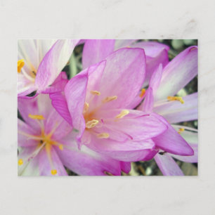 Autumn Crocus Announcement Postcard