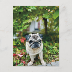 Autumn Cute Pug Postcard
