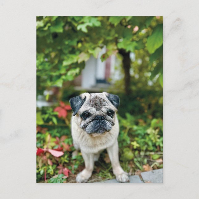 Autumn Cute Pug Postcard (Front)
