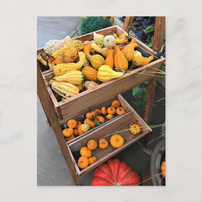 Autumn Decor Postcard (Front)