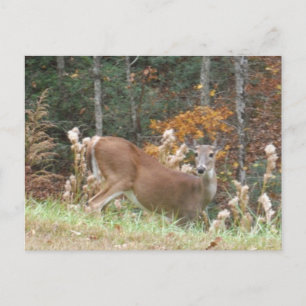Autumn Deer in Lake Arrowhead GA Postcard