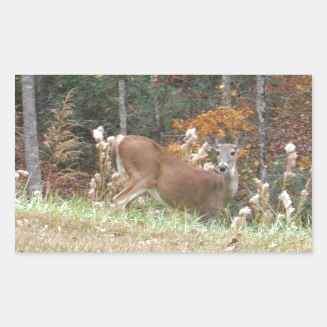 Autumn Deer in Lake Arrowhead GA Rectangular Sticker (Front)