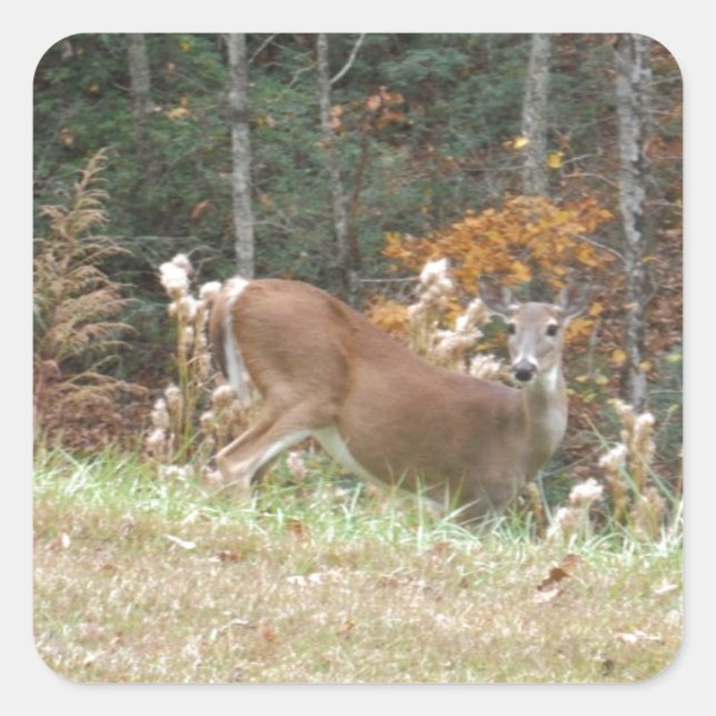 Autumn Deer in Lake Arrowhead GA Square Sticker (Front)