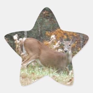 Autumn Deer in Lake Arrowhead GA Star Sticker