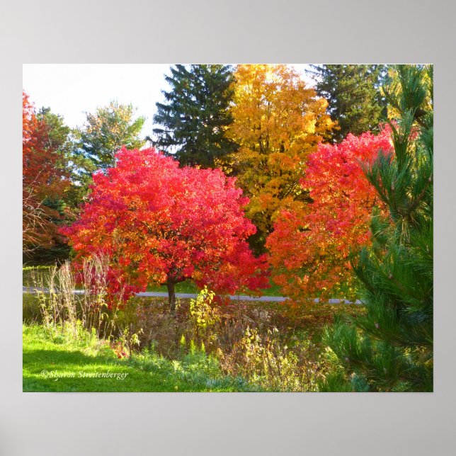 "AUTUMN DELIGHT"/FALL COLOR AT TOLEDO BOTANICAL POSTER (Front)