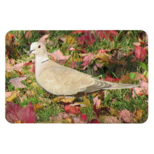 Autumn Dove Magnet