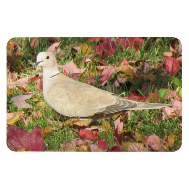 Autumn Dove Magnet (Horizontal)