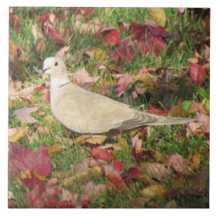 Autumn Dove Tile
