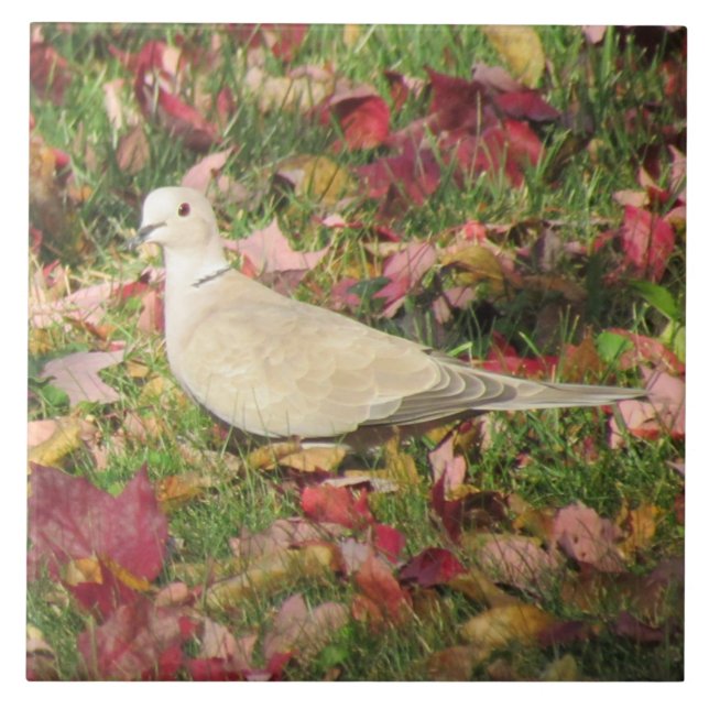 Autumn Dove Tile (Front)