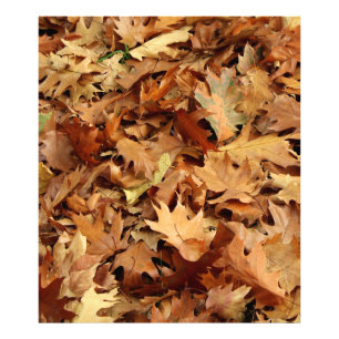 autumn, dry leaves photo print