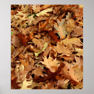 autumn, dry leaves poster